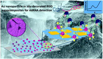 Graphical abstract: Au nanoparticle in situ decorated RGO nanocomposites for highly sensitive electrochemical genosensors