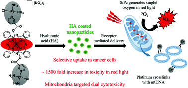 Graphical abstract: Hyaluronic acid grafted nanoparticles of a platinum(ii)–silicon(iv) phthalocyanine conjugate for tumor and mitochondria-targeted photodynamic therapy in red light