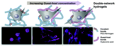 Graphical abstract: Tailoring supramolecular guest–host hydrogel viscoelasticity with covalent fibrinogen double networks