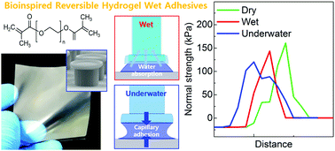 Graphical abstract: Bioinspired reversible hydrogel adhesives for wet and underwater surfaces