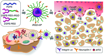 Graphical abstract: Multifunctional sharp pH-responsive nanoparticles for targeted drug delivery and effective breast cancer therapy