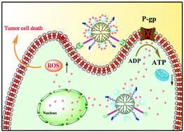 Graphical abstract: Design of dual drug-loaded dendrimer/carbon dot nanohybrids for fluorescence imaging and enhanced chemotherapy of cancer cells