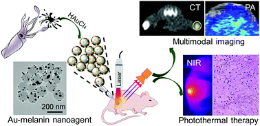 Graphical abstract: In situ growth of Au nanoparticles on natural melanin as biocompatible and multifunctional nanoagent for efficient tumor theranostics