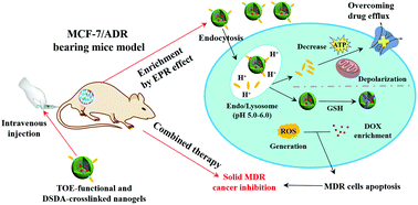 Graphical abstract: Acid-breakable TPGS-functionalized and diallyl disulfide-crosslinked nanogels for enhanced inhibition of MCF-7/ADR solid tumours