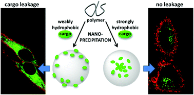 Graphical abstract: BODIPY-loaded polymer nanoparticles: chemical structure of cargo defines leakage from nanocarrier in living cells