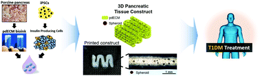 Graphical abstract: 3D cell printing of islet-laden pancreatic tissue-derived extracellular matrix bioink constructs for enhancing pancreatic functions