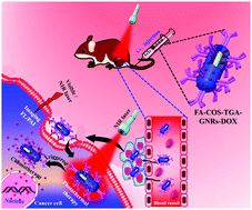 Graphical abstract: A multifunctional near-infrared laser-triggered drug delivery system using folic acid conjugated chitosan oligosaccharide encapsulated gold nanorods for targeted chemo-photothermal therapy