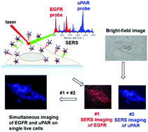 Graphical abstract: Surface-enhanced Raman spectroscopy (SERS) nanoprobes for ratiometric detection of cancer cells