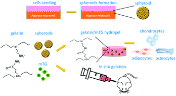 Graphical abstract: Enhancement of human adipose-derived stem cell spheroid differentiation in an in situ enzyme-crosslinked gelatin hydrogel