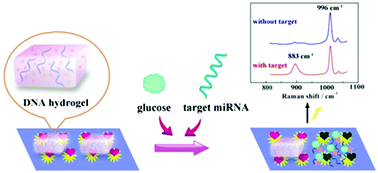 Graphical abstract: A novel ratiometric SERS biosensor with one Raman probe for ultrasensitive microRNA detection based on DNA hydrogel amplification