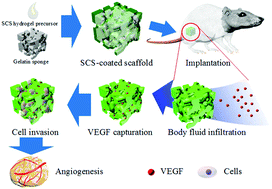 Graphical abstract: Construction of cytokine reservoirs based on sulfated chitosan hydrogels for the capturing of VEGF in situ