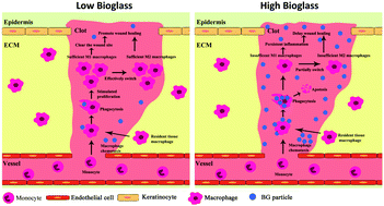 Graphical abstract: Dose-dependent modulation effects of bioactive glass particles on macrophages and diabetic wound healing