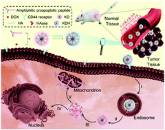 Graphical abstract: A self-delivery system based on an amphiphilic proapoptotic peptide for tumor targeting therapy