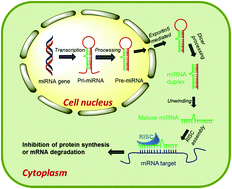 Graphical abstract: Non-viral nanocarriers for intracellular delivery of microRNA therapeutics