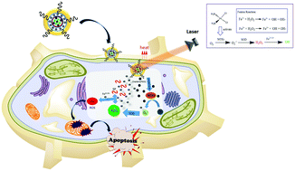 Graphical abstract: Reactive oxygen species mediated theranostics using a Fenton reaction activable lipo-polymersome