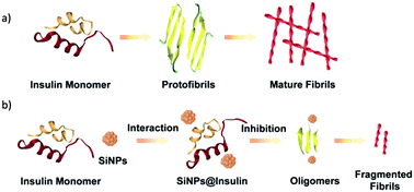 Graphical abstract: Fluorescent silicon nanoparticles inhibit the amyloid fibrillation of insulin
