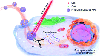 Graphical abstract: Synergistic chemo-photodynamic therapy mediated by light-activated ROS-degradable nanocarriers