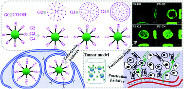 Graphical abstract: Designing nanoparticles with improved tumor penetration: surface properties from the molecular architecture viewpoint