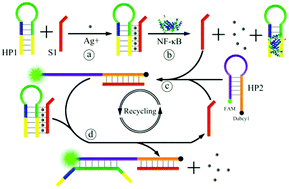 Graphical abstract: Silver ion-stabilized DNA triplexes for completely enzyme-free and sensitive fluorescence detection of transcription factors via catalytic hairpin assembly amplification