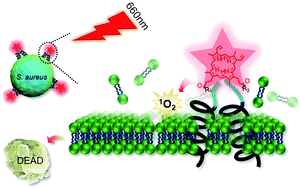 Graphical abstract: A versatile bacterial membrane-binding chimeric peptide with enhanced photodynamic antimicrobial activity