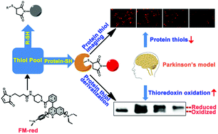 Graphical abstract: Depletion of protein thiols and the accumulation of oxidized thioredoxin in Parkinsonism disclosed by a red-emitting and environment-sensitive probe