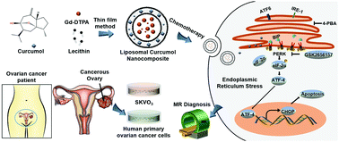 Graphical abstract: A liposomal curcumol nanocomposite for magnetic resonance imaging and endoplasmic reticulum stress-mediated chemotherapy of human primary ovarian cancer