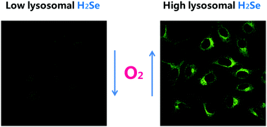 Graphical abstract: Fluorescence imaging of lysosomal hydrogen selenide under oxygen-controlled conditions