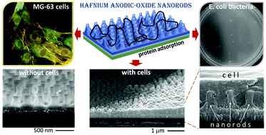 Graphical abstract: Anodic formation and biomedical properties of hafnium-oxide nanofilms