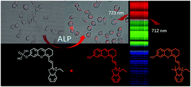 Graphical abstract: A novel near-infrared fluorescent probe for detecting intracellular alkaline phosphatase and imaging of living cells