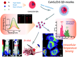 Graphical abstract: Accurate intracellular and in vivo temperature sensing based on CuInS2/ZnS QD micelles