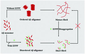Graphical abstract: A dual-inhibitor system for the effective antifibrillation of Aβ40 peptides by biodegradable EGCG–Fe(iii)/PVP nanoparticles