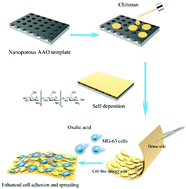 Graphical abstract: Chitosan-based asymmetric topological membranes with cell-like features for healthcare applications