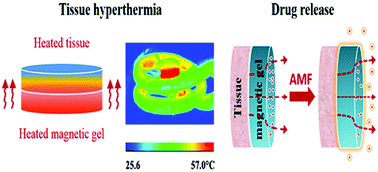 Graphical abstract: Magnetic double-network hydrogels for tissue hyperthermia and drug release