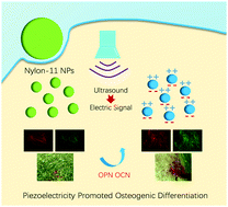 Graphical abstract: Piezoelectric nylon-11 nanoparticles with ultrasound assistance for high-efficiency promotion of stem cell osteogenic differentiation