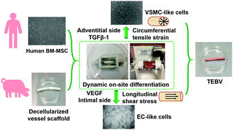 Graphical abstract: Vessel graft fabricated by the on-site differentiation of human mesenchymal stem cells towards vascular cells on vascular extracellular matrix scaffold under mechanical stimulation in a rotary bioreactor
