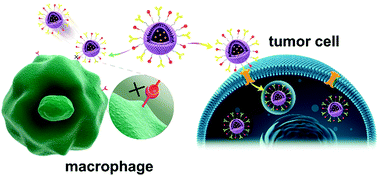 Graphical abstract: Synergetic estrogen receptor-targeting liposome nanocarriers with anti-phagocytic properties for enhanced tumor theranostics