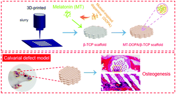 Graphical abstract: Melatonin decorated 3D-printed beta-tricalcium phosphate scaffolds promoting bone regeneration in a rat calvarial defect model