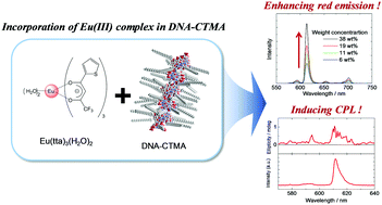 Graphical abstract: Enhanced red emissions of europium(iii) chelates in DNA–CTMA complexes