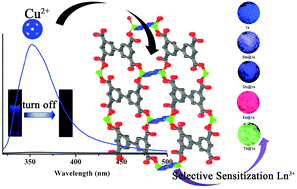 Graphical abstract: A difunctional metal–organic framework with Lewis basic sites demonstrating turn-off sensing of Cu2+ and sensitization of Ln3+