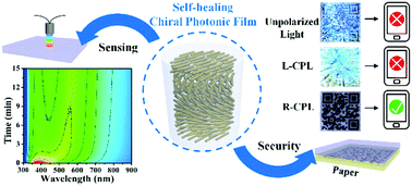 Graphical abstract: Self-healing responsive chiral photonic films for sensing and encoding