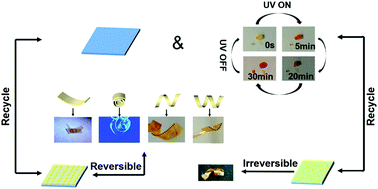 Graphical abstract: A programmable and biomimetic photo-actuator: a composite of a photo-liquefiable azobenzene derivative and commercial plastic film