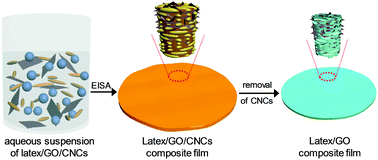 Graphical abstract: Chiral nematic latex–GO composite films with synchronous response of color and actuation