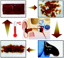 Graphical abstract: Intrinsically recyclable and self-healable conductive supramolecular polymers for customizable electronic sensors
