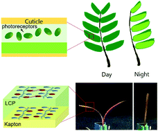 Graphical abstract: Photo-activated bimorph composites of Kapton and liquid-crystalline polymer towards biomimetic circadian rhythms of Albizia julibrissin leaves
