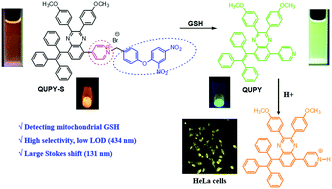 Graphical abstract: Twisted intramolecular charge transfer and aggregation-enhanced emission characteristics based quinoxaline luminogen: photophysical properties and a turn-on fluorescent probe for glutathione