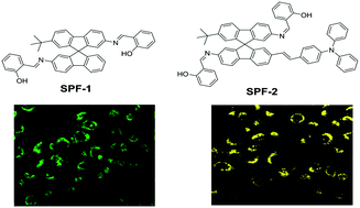 Graphical abstract: Two spirobifluorene-based fluorescent probes with aggregation-induced emission properties: synthesis and application in the detection of Zn2+ and cell imaging