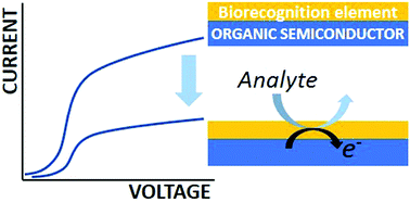 Graphical abstract: Organic semiconductors for biological sensing