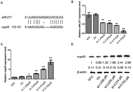 Graphical abstract: Triazophos-induced toxicity in zebrafish: miRNA-217 inhibits nup43