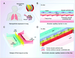Graphical abstract: A 3D human lung-on-a-chip model for nanotoxicity testing