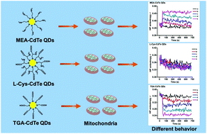 Graphical abstract: Surface functional groups affect CdTe QDs behavior at mitochondrial level